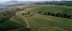 Discover the Delights of Vinho Verde: A Journey Through Portugal's Refreshing Wine Region